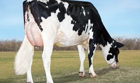 Holstein bull Wilra SSI Faneca Ebersol